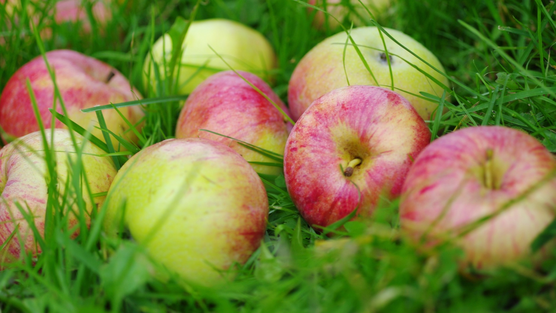 Яблочные семечки – источник йода